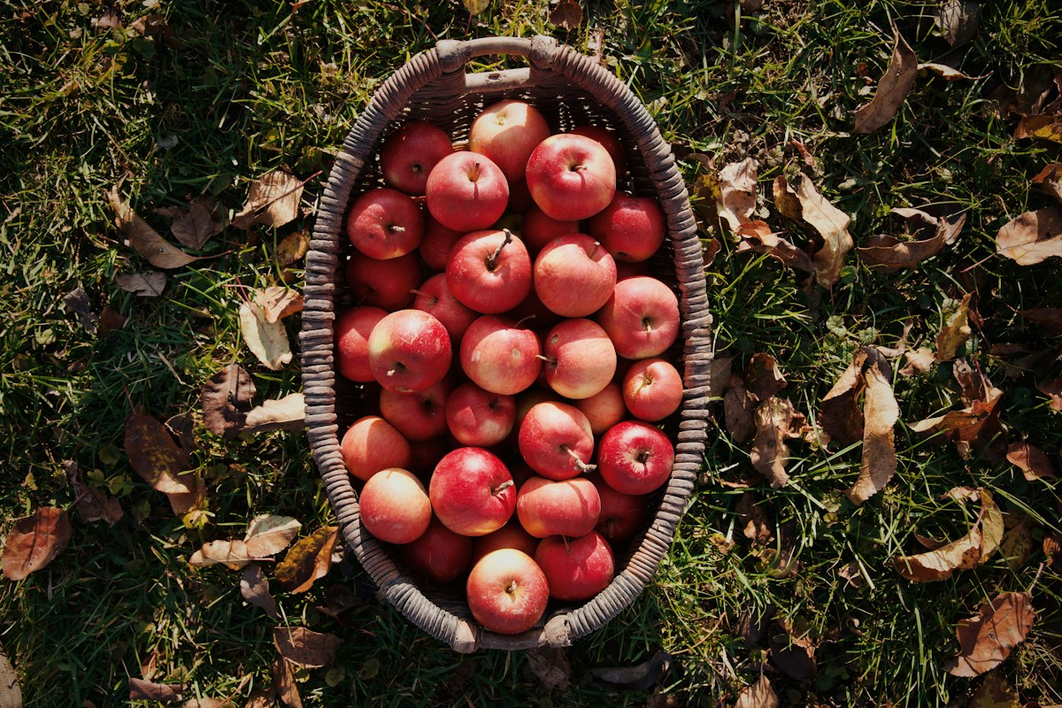 Corbeille de pommes rouges